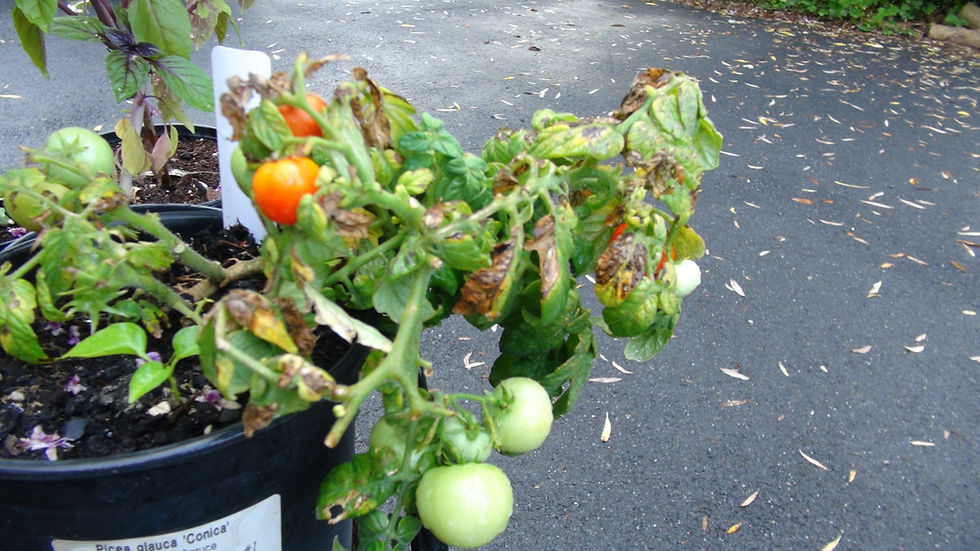 Thumbnail: This 2025 Micro Dwarf Mixed Tomato Seeds, Solanum lycopersicum, has a little of all the micro dwarf varieties we offer. In th