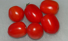 Here is the Rideau Sweet Tomato, Solanum lycopersicum. This tomato originates from Canada and created by Ken Allan of Kingston, Ontario. The fruits are a slightly elongated cherry type with a dark red skin and red flesh inside that gets to about 1 inch round and weighting around .5 oz. The thing about this variety is the fruits are on long bracts with lots of cherry tomatoes! Plants can get to 4 feet tall in really good soil but plants tend to get to 3.5 feet tall. Great for salads, eating fresh and for tomato sauce! Open pollinated indeterminate regular leaf mid season 65-78 days.