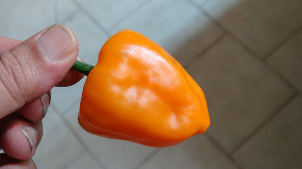 Here is the Chilhuacle Amarillo Pepper, Capsicum annuum, Scoville units: 500 to 2,500 SHU. The Chilhuacle Amarillo Pepper ori