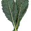 Thumbnail: Nero Di Toscana Cabbage