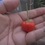 Thumbnail: Here is the Peito de Moça Pepper, Capsicum baccatum, Scoville units: 10,000 ~ 50,000 SHU. This pepper originates from Brazil