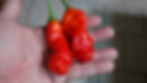 Thumbnail: Here is the Red Peter Pepper, Capsicum annuum var. annuum, Scoville units: 25,000 ~ 80,000 SHU. There are 3 known variations