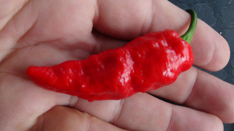 Thumbnail: Here is the Purple Ghost Pepper, Capsicum chinense, Scoville Units: 1,000,000+ SHU. This is the true variation of the purple