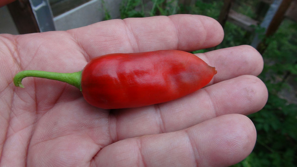 Here is the CAP 1493/80 Pepper, Capsicum annuum, Scoville units: 600 to 2,800 SHU. This rare and unusual pepper originates fr