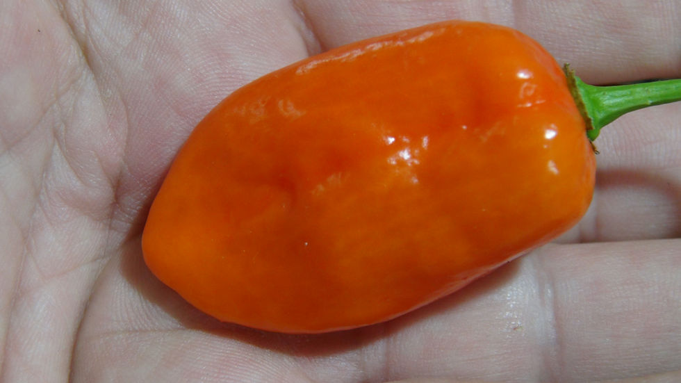 Thumbnail: Here is the Komodo Dragon Pepper, Capsicum chinense, Scoville units: 1.4 Million SHU. The Komodo Dragon Pepper originates fro