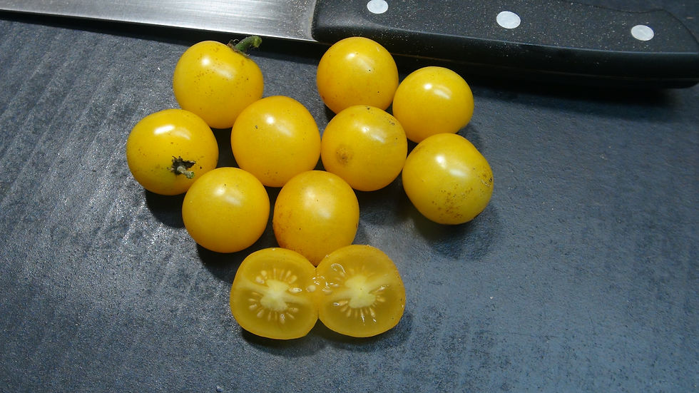 POMODORO PERINO GIALLO, 50 SEMI + OMAGGIO POMODORO PERINO GIALLO, 50 SEMI + OMAGGIO