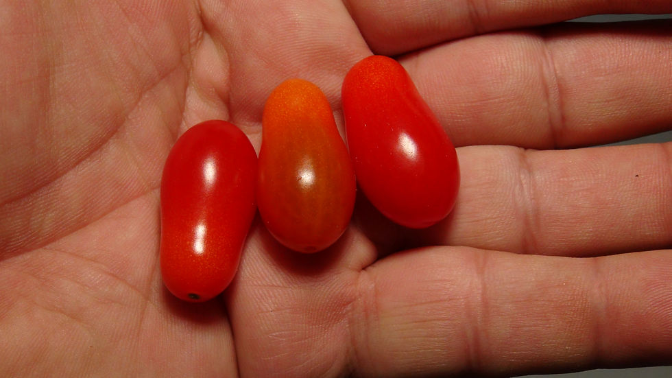 Thumbnail: Here is the Mini Parvula Tomato, Solanum pimpinellifolium. This tomato most likely originates from Denmark and we acquired it