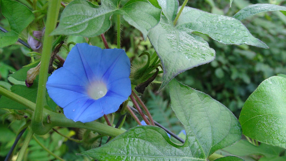 Thumbnail: Here is the Blue Ivyleaf Morningglory, Ipomoea hederacea. This Variety of morning glory is native to Pennsylvania USA. There