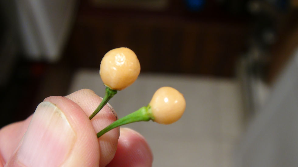 Here is the Pérola Iaranja Pepper, CGN 22838, Capsicum Chinense, Scoville units: 1,000 to 5,000+ SHU. This Peppers originates