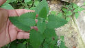 Here is the Catnip Plant, Nepeta cataria. It is also know as catswort, catwort, and catmint and are annual plants. They are native to southern and eastern Europe, the Middle East, Central Asia, and parts of China and is widely naturalized in northern Europe, New Zealand, and North America. They grow to 2 – 3 feet tall on branched stout stems with The stems being covered soft leaves. It germinates in the spring, and flowers in the summer. about two-thirds of cats have toward them In addition to its uses with cats, catnip is a popular ingredient in herbal teas or tisanes, and is valued for its sedative and relaxant properties. Open pollinated mid to late season 48 to 65 days.