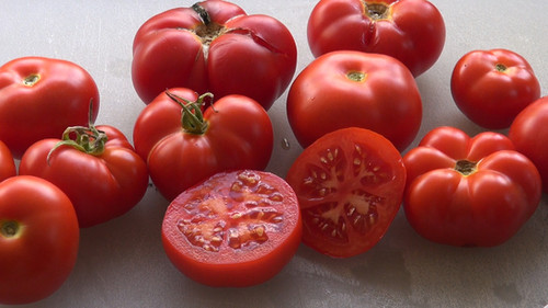 Homestead Tomato | HRSeeds