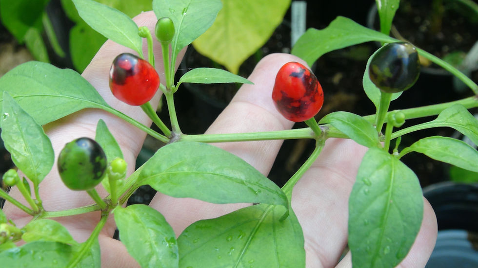 Thumbnail: Here is the Pimienta de Mariquita Pepper also known as Lady Bug Pepper, Capsicum annuum, Scoville units: 25,000+ SHU, This pe
