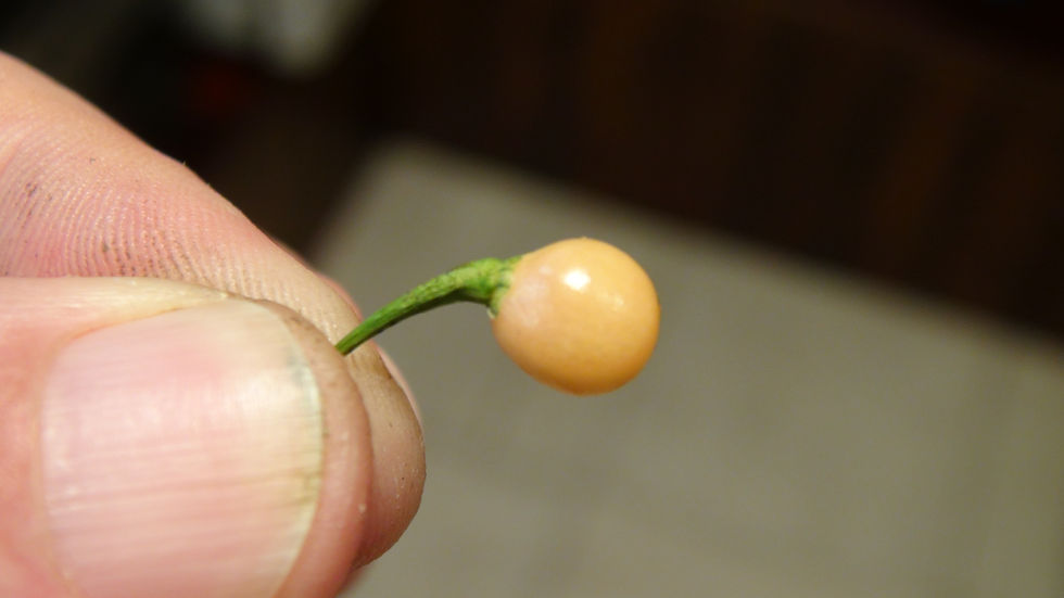 Thumbnail: Here is the Perola Iaranja Pepper, CGN 22838, Capsicum Chinense, Scoville units: 1,000 to 5,000+ SHU. This Peppers originates