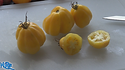 Here is the Tlacolula Yellow Tomato, Solanum lycopersicum. This indeterminate, regular-leaf small tomato was originally from Tlacolula, Oaxaca, Mexico. It is a good producer an is a yellow version of the regular Tlacolula tomato but may produce light red or pink tomatoes at times. We found this tomato variety to be very hardy and resistant to most blights! The fruits do vary in size and shape and can reach 4 1/2" across and 3 to a bract. Great for making sauces or eating fresh in salads, open pollinated 70 days.