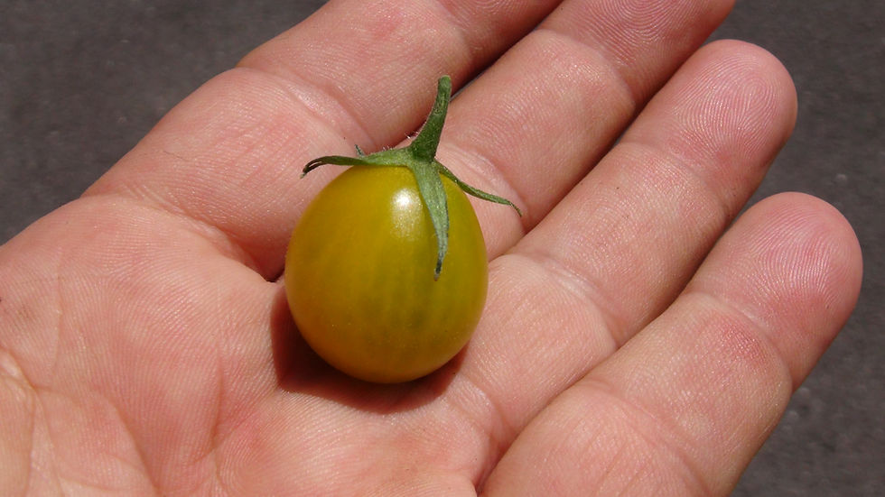 Thumbnail: Here is the Wee Tang Shebang Tomato, Solanum lycopersicum. This tomato originates from Everett, Washington, USA and created b