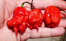 Here is the Zing Pepper, Capsicum chinense, Scoville units: 1,500,000 to 2,000,000 SHU. The Zing Pepper originates from Michigan USA and was created by Ryan Karcher. It has a red bumpy skin with pods getting to 2.75 inches long and go from green to red when fully ripe and is known for its striking burn. Plants can get to 4.5 feet tall and tend to be a heavy producer in full sun. We found this to be very easy to grow in northern climates. Usually fruits first year and you can over winter in pots. If pruned, plants can live for many years in pots and tend to stay around 26 tall and ornate. A must grow for any collector! Open pollinated, mid to late season, pink or orange perennial, medium grow, 91 to 130+ days to overwinter for many years. LOT#2 R1 TAG# 116-2022