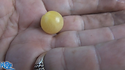 Here is the White Currant Tomato, Solanum pimpinellifolium. This indeterminate, regular-leaf currant tomato was originally from south America. It is a heavy producer an self seeds every year. We do not recommend growing this in your garden plot due to many tomatoes that drop and spread seed everywhere! They have a sweet taste with a low acid flavor. The fruits can can to 3/4" and 16 to a bract. Great for making sauces, 70 days.