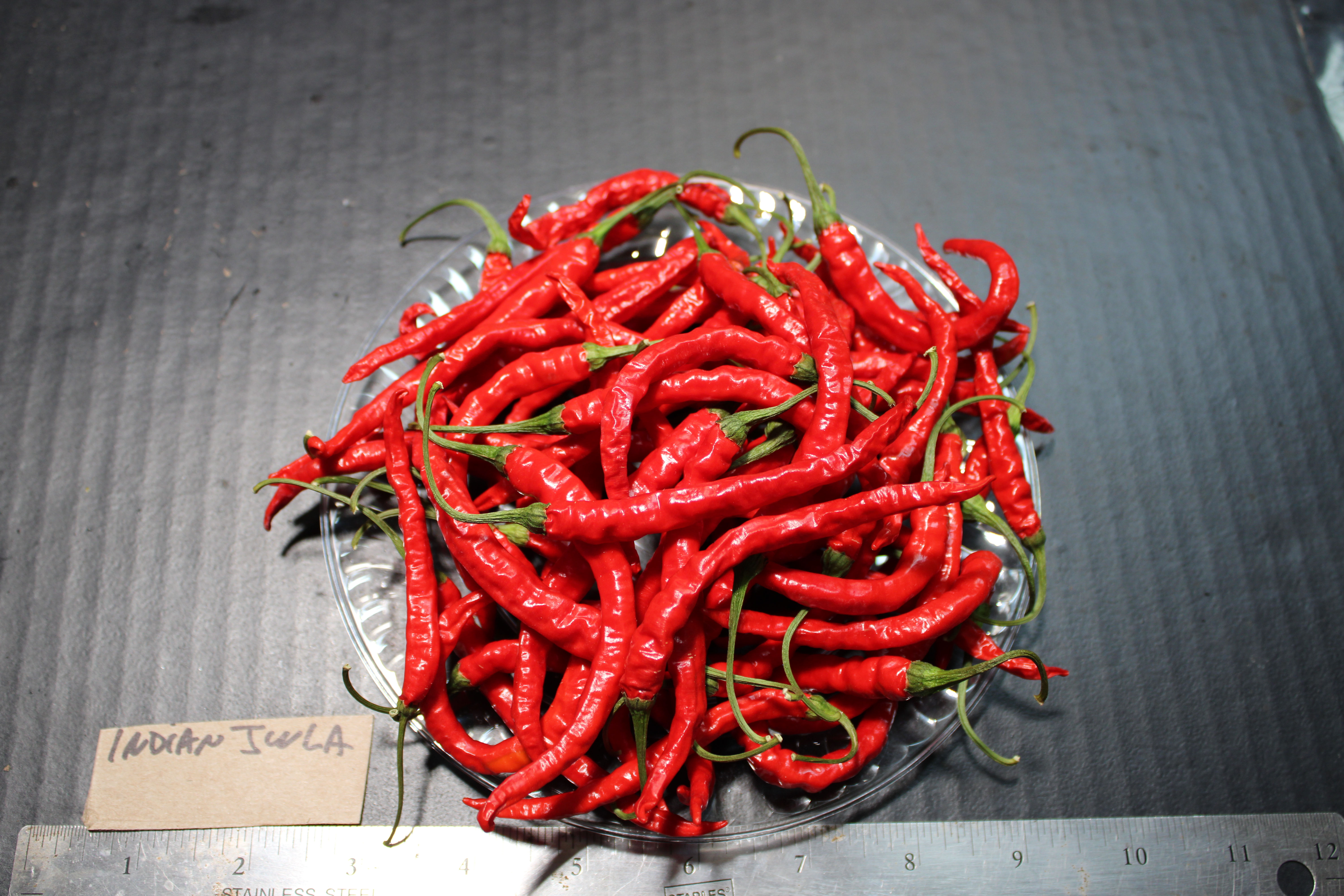 Here is the Indian Jwala Pepper, Capsicum annuum, Scoville units: 100,000+ SHU. It is one of the most popular peppers in Indi