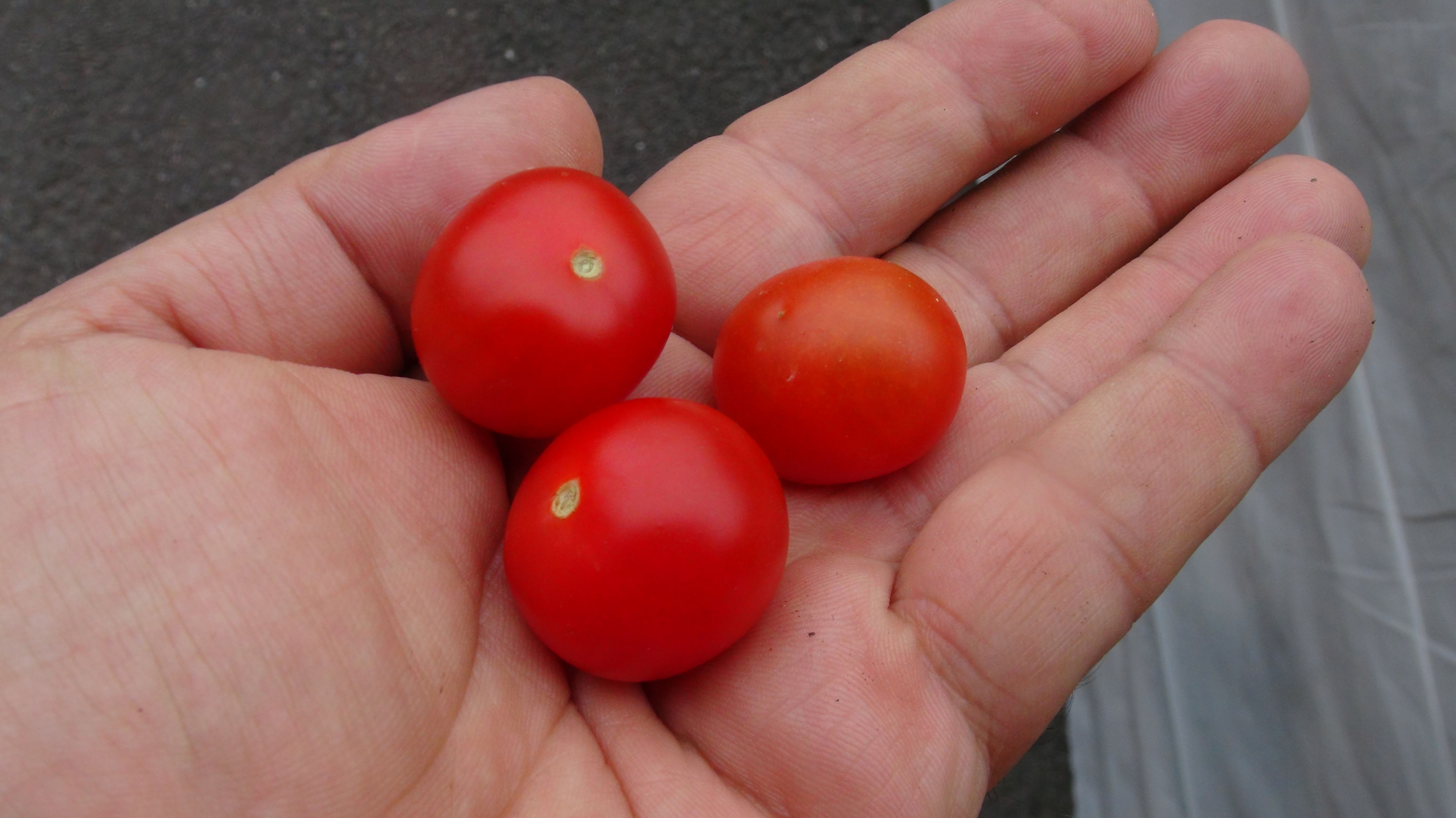 Here is the Dwarf Bajaja Tomato, Solanum lycopersicum. This tomato's origins are unknown. The fruits are a red cherry tomato