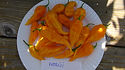 Here is the Fatalii yellow pepper, Capsicum chinense, Scoville units: 125,000 ~ 400,000 SHU This is a very spicy pepper. One of our hotter peppers we offer. These seeds were harvested from a 3 year old pepper plant! The peppers come from the Central African Republic an come in red, brown, yellow colors. Pods get to around 3 inches long and It has a fruity, citrus flavor followed by an intense heat that is almost unbearable to even the most experienced. Plants can get to 3 feet tall but are more bushy and compact. Open pollinated, 75 days.