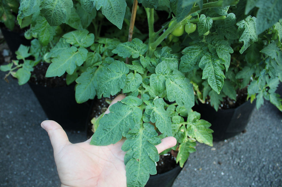 Thumbnail: Here is the Maja Tomato, Solanum lycopersicum Aka Maya tomato. This tomato originates from Sweden and was developed by Åke Tr