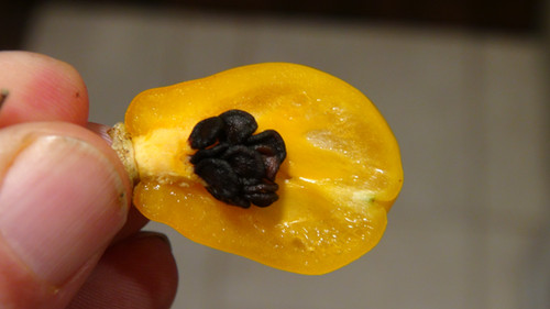 Rocoto Guatemalan Orange Pepper | HRSeeds