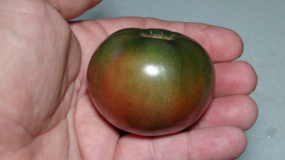 Here is the Faelan's First Snow Tomato, Solanum lycopersicum. This tomato originates from Fallsington, Pennsylvania, USA and