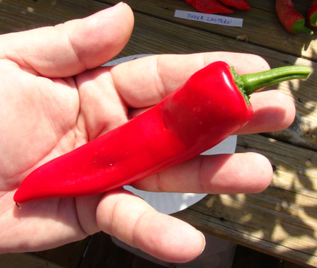 Here is the Melrose Sweet Pepper also known as the Melrose sweet frying Pepper, Capsicum annuum, Scoville units: 000+ SHU. This sweet Italian variety is named after the neighborhoods in Melrose Park, Illinois that used it for years. Melrose sweet frying peppers are an excellent early variety, producing 4" red pods! We grow them fresh every year and now offer their seeds. Plants get to around 3 feet tall. Open Pollinated, 70-90 days.