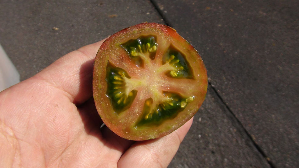 Thumbnail: Here is the Extravagante Rouffiange Tomato, Solanum lycopersicum. This tomato originates from Belgium. The fruits are a wooll