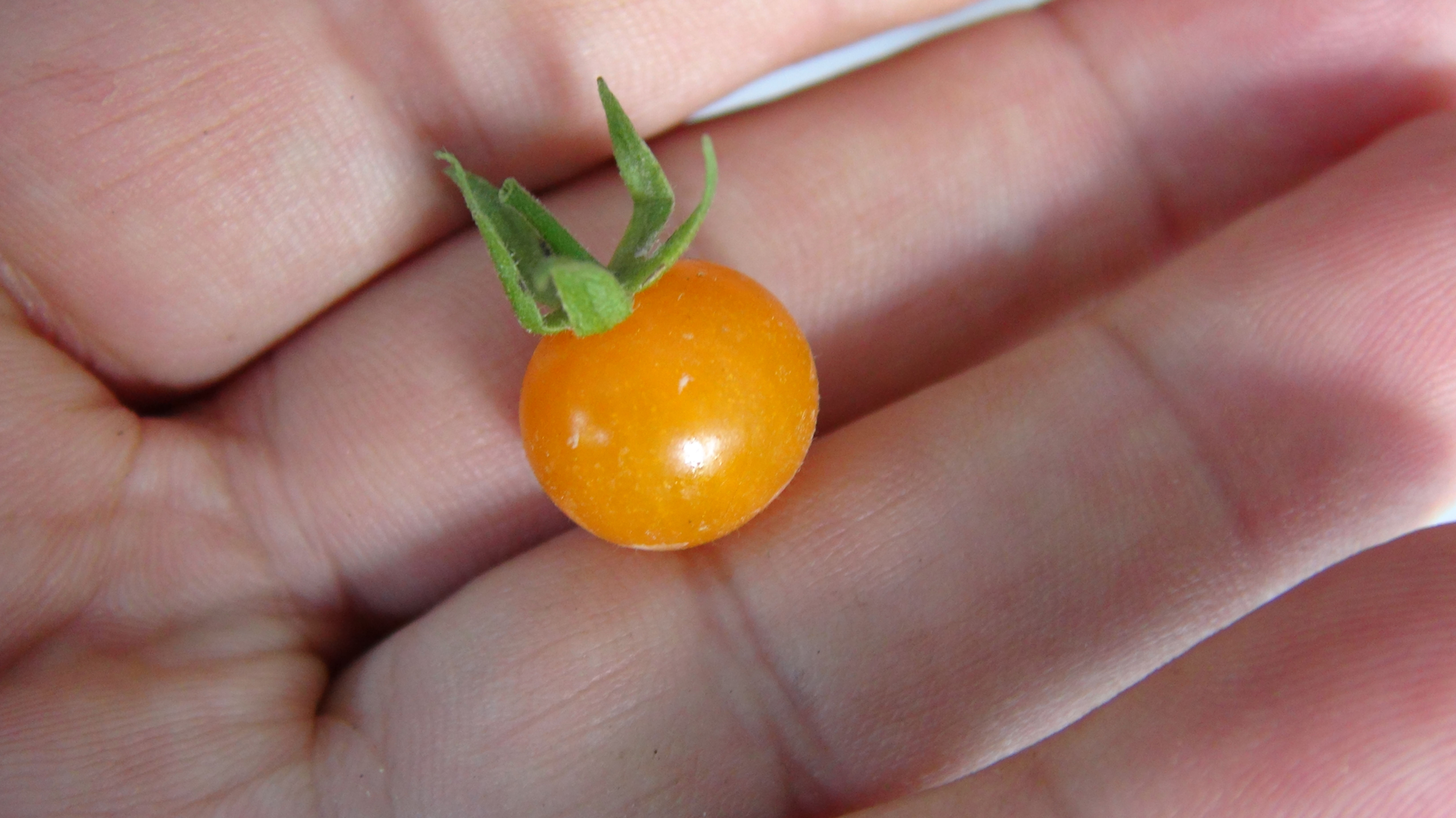 Here is the Galapagos Wild Tomato Minor Type 2, Solanum galapagense. It also goes under the botanical name of Lycopersicon ch