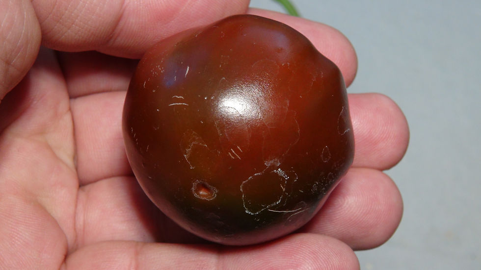 Here is the Cascabel Pepper, Capsicum annuum, Scoville units: 100 to 3,000 SHU. It is also known as the rattle chili as the s