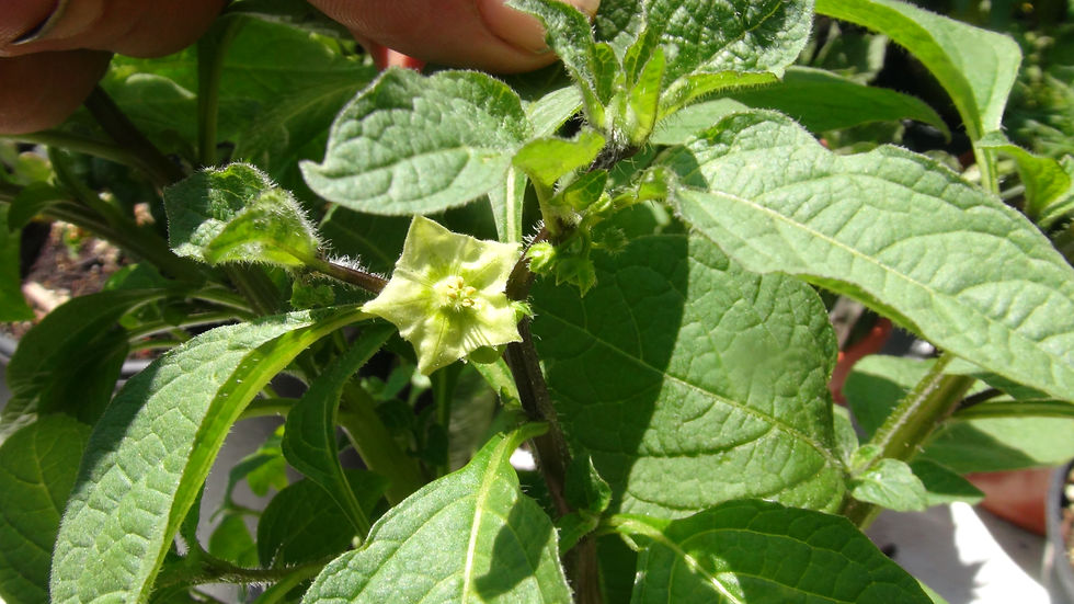 Thumbnail: Here is the Back Serrated Jaltomato Seeds, Jaltomata repandidentata. The Back Serrated Jaltomato originates from Mexico all t
