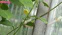 Here is the Capsicum rhomboideum Pepper also known as the Capsicum ciliatum, Scoville units: 000 SHU. It is a perennial member of the genus Capsicum and is considered a distant wild relative of the chili pepper. Its fruit do not have any pungency or heat and are a 0 on the Scoville Heat Unit scale. It gets its name from the rhomboidal to elliptical shape of its leaves. It is native to Mexico, Central America, and Andean region of South America. It can take up to 4 years before it flowers and fruits! the plants can get quite big as large as 8 feet tall and spreads out just as wide. The berries or peppers if you will, are about 1/4 inch at best and a deep mahogany red color. after the 4 year waiting period they become pretty good producers! NOT a beginner plant. Open pollinated seeds can take up to 3 months to sprout. 100+ days.