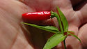 Here is the Cap 501 Pepper, Capsicum chacoense, Scoville units: 50,000 ~ 75,000 SHU. This species is native to Argentina, the Bolivian Chaco, and Paraguay or ají putaparió. It is known locally as 'Tova' or 'Covincho' in Paraguay and sometimes referred to as SPARKY in Peru. Plants can easily get to 6 + feet tall and have thin wiry branches. Fruits range in size from .25 to 1 inch long. We found this variety to be highly productive later in the growing season with 100 or more pods per plant!  Peppers contain only 1 or 2 seeds per pod. Not much is known about this pepper. Open pollinated 100 days.