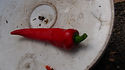 Here is the Melrose Sweet Pepper also known as the Melrose sweet frying Pepper, Capsicum annuum, Scoville units: 000+ SHU. This sweet Italian variety is named after the neighborhoods in Melrose Park, Illinois that used it for years. Melrose sweet frying peppers are an excellent early variety, producing 4" red pods! We grow them fresh every year and now offer their seeds. Plants get to around 3 feet tall. Open Pollinated, 70-90 days.