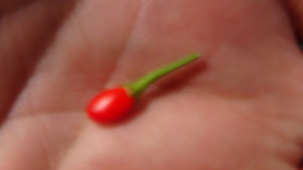 Thumbnail: Here is the CAP 499 Pepper, Capsicum Chacoense, Scoville units: 10,000+ SHU. It is a perennial shrubs that grows very large a