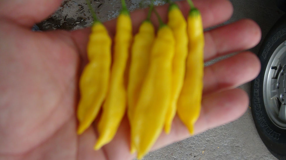 Thumbnail: Here is the Bolivian Yellow Pepper, Capsicum baccatum, Scoville units: 2,000 ~ 6,000 shu. This pepper originates from Bolivia