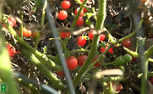 Here is the Wild Florida Everglades Tomato (WFET), Solanum pimpinellifolium originates from Florida USA. It does exceptional well in hot humid weather. We found this variety of tomato highly adaptable to northern climates. They have a delicious flavor and make a great sauce! Plants can get to 40' long producing thousands of Current sized tomatoes! This by far is the heaviest producing tomato we have ever grown! Open pollinated Indeterminate, 65-75 days from transplant.
