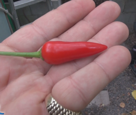 Here is the Royal Black Pepper, Capsicum annuum, Scoville units: 5,000 ~ 30,000 SHU. Origin: Unknown. This pepper is ornamental and edible. This first completely black-leafed pepper is a great choice for containers or planting in the garden. Foliage turns from greenish to glossy black with maturity and needs to be in full direct sun light to turn fully black. Very shiny black fruit matures dark red. Very, very hot! 14 to 18 inches high, spreading 12 to 16 inches. Grow as an ornamental, or in the vegetable garden, or both! Open pollinated, 85 days.