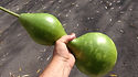 Here is the Birdhouse Gourd, Lagenaria siceraria. It is named so because it can be hollowed out an made into a bird house. There are many different types and shapes of this gourd. This listing is for the the one you see in the images. The fruits typically are green an dry brown! The fruits can rage from 6 inches to 24 inches in size. Vines get to around 12 feet long and need to climb something. They really do make a great birdhouse and can last quite a number of years before they start breaking apart. These are fun to grow for all ages even if your not a gardener! Open pollinated 90 to 120 days.