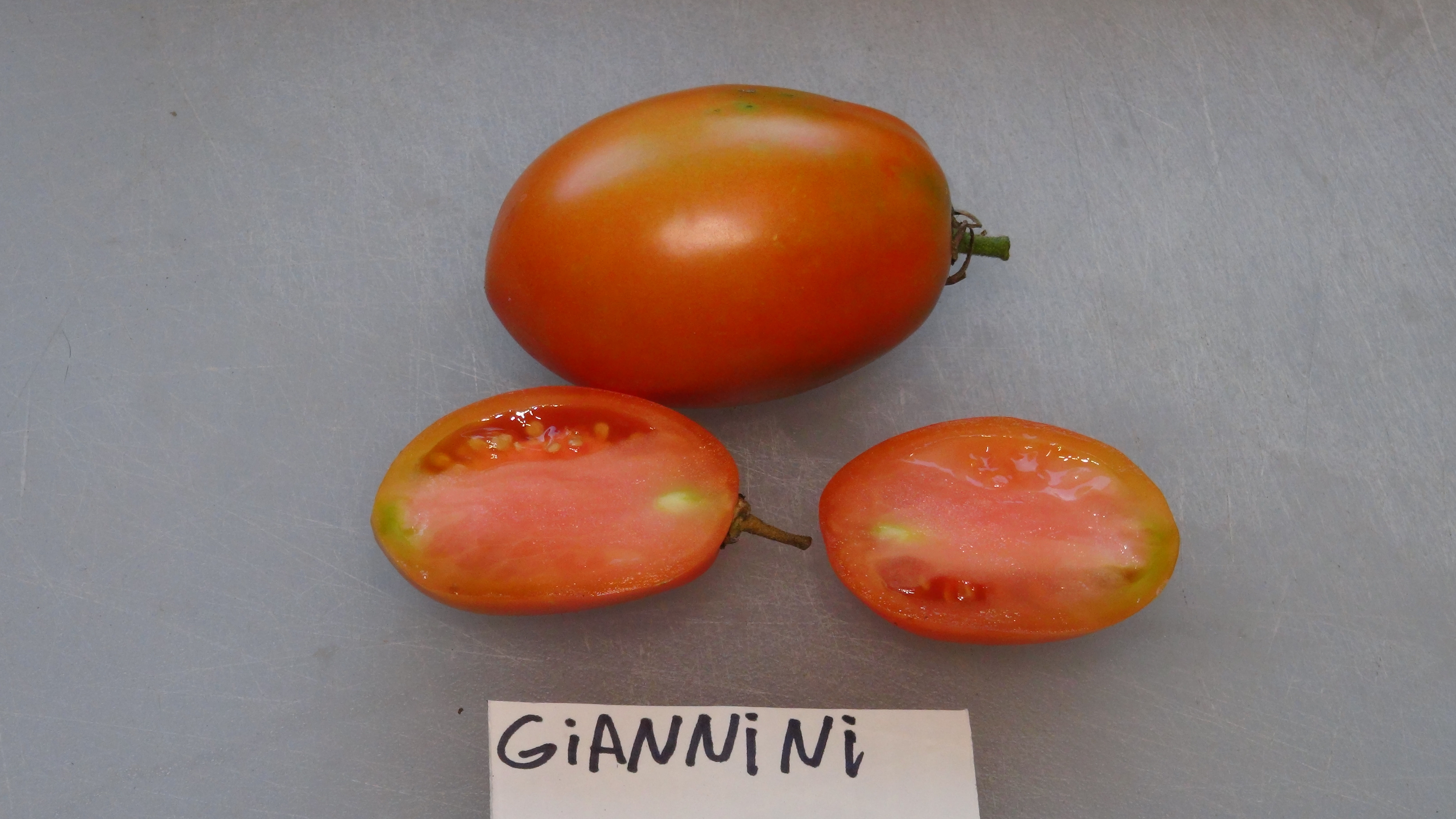 Here is the Giannini Tomato, Solanum lycopersicum. This variety of tomatoes origins are unknown at this time. The Giannini To