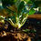 Thumbnail: Early White Vienna Kohlrabi