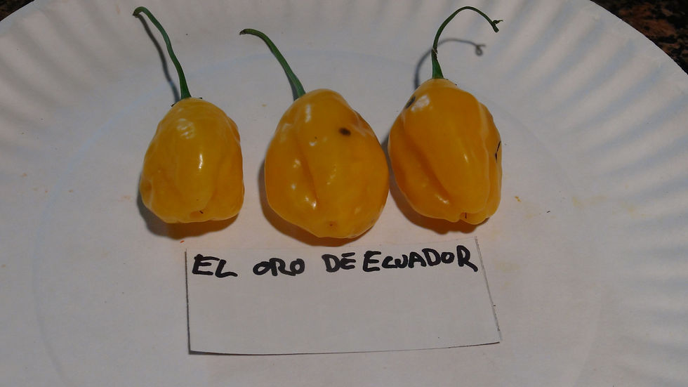 Here is the El Oro de Ecuador Pepper , Capsicum bacattum, Scoville units: 100 to 2000 SHU. This pepper originates from Ecuado