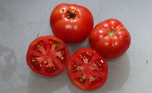Here is the Sturt Desert Pea Tomato, Solanum lycopersicum. This tomato originates from the USA and was selected and named by Patrina Nuske Small from the Dwarf Tomato Project in 2016. The fruits are a flattened slicer shaped tomato type with a deep orange skin and red flesh inside that gets to about 3 inches round-long and weighting around 6 oz. The thing about this variety is the flavor is very rich and smooth! Plants can get to 4 feet tall in really good soil but plants tend to get to 3 feet tall. Great for salads, eating fresh and for tomato sauce and slicing! Open pollinated indeterminate regular leaf mid season 65-84 days.