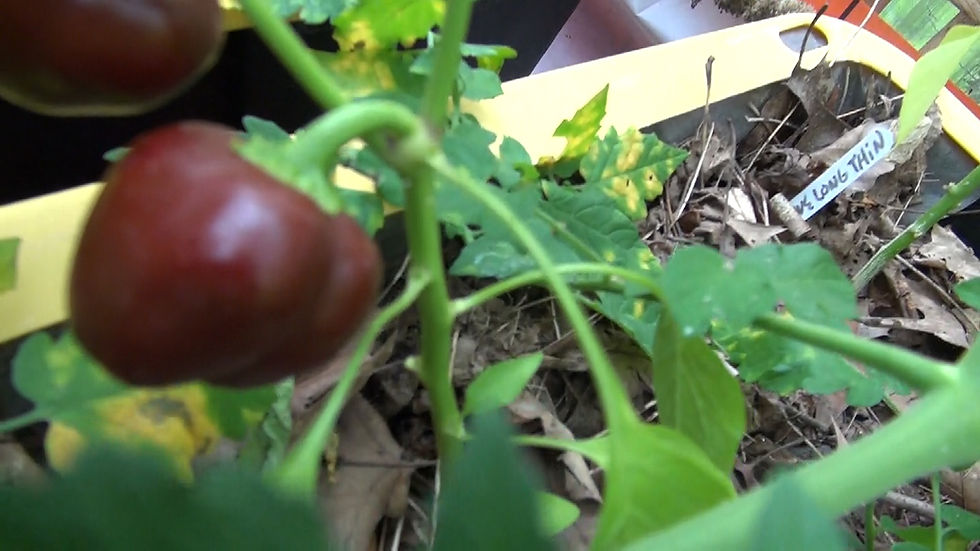 Thumbnail: Here is the Mini Chocolate Bell Pepper, Capsicum annuum, Scoville units: 000 SHU. This tiny brown bell pepper is a family hei