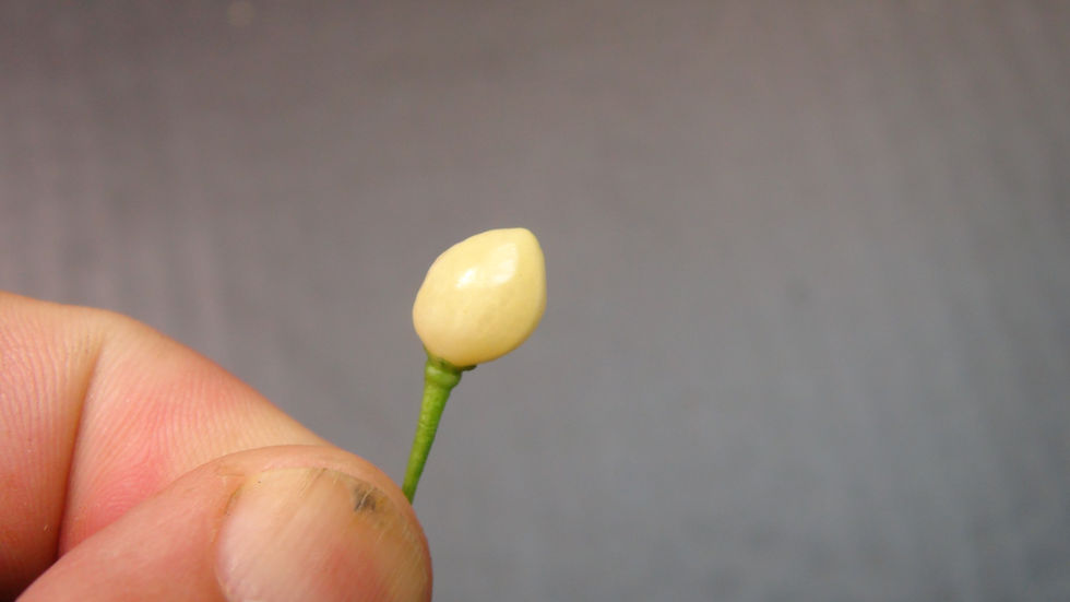 Thumbnail: Here is the Capezzoli di Scimmia Pepper, Capsicum chinense, Scoville units: 8,000 to 75,000+ SHU, This pepper originates and