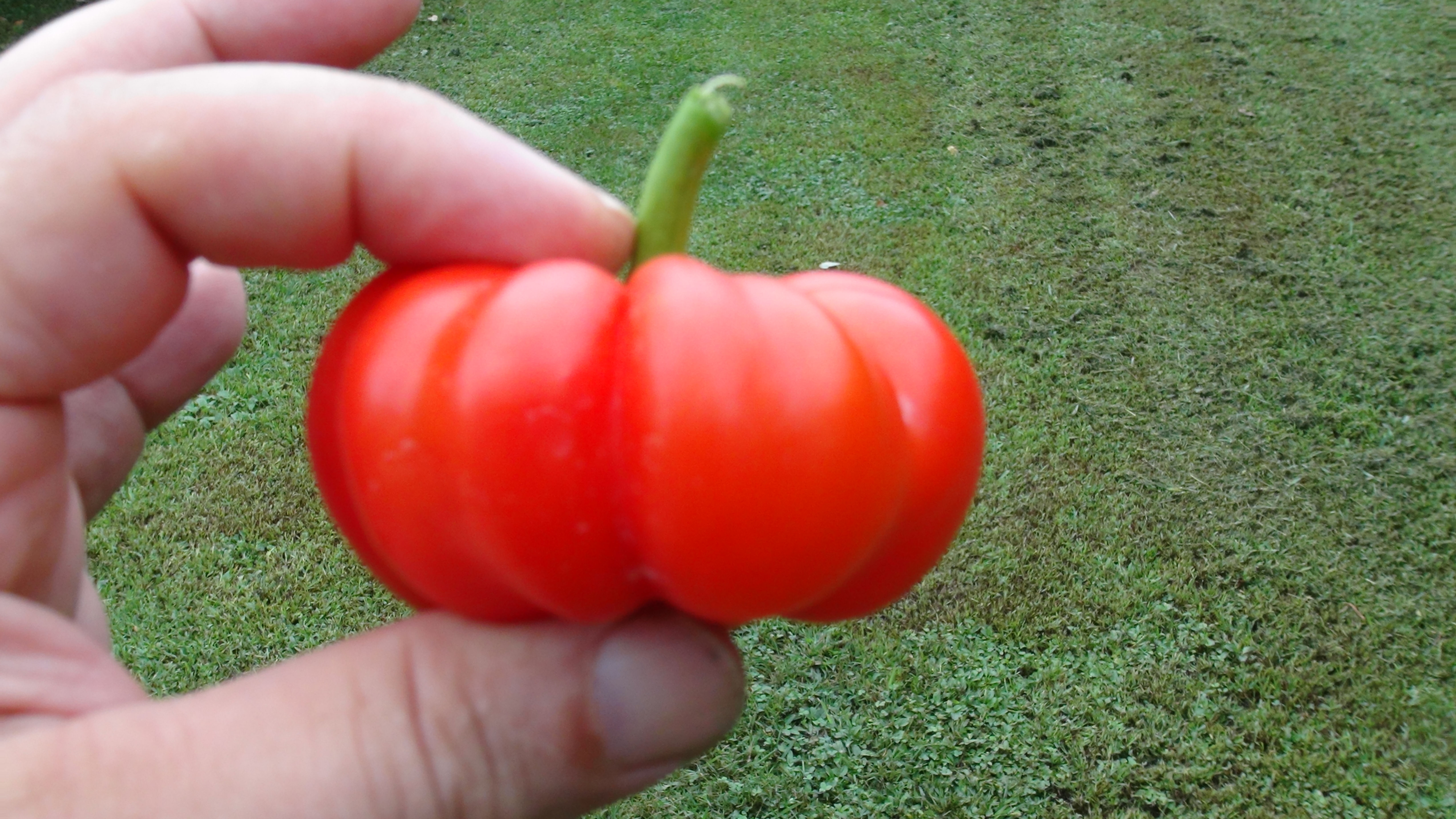 Here is the Paradeisfrüchtig Frührot Pepper, Capsicum annuum var. grossum, Scoville units: 000 SHU. This Pepper originates fr