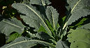 Dinosaur Kale aka Lacinato blue kale