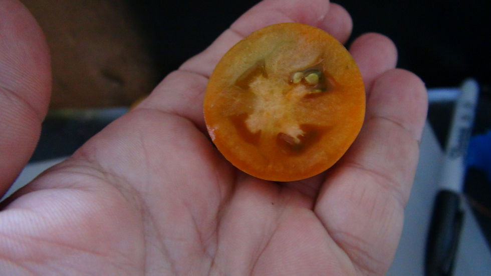 Thumbnail: Here is the Dwarf Tiger Eye Tomato, Solanum lycopersicum. This dwarf tomato originates from USA and is from the The Dwarf Tom