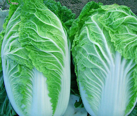 Michihili cabbage